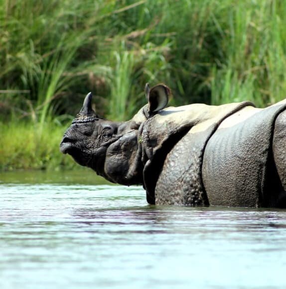 Chitwan Jungle Safari