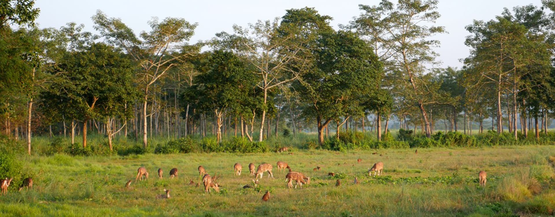 Chitwan Jungle Safari