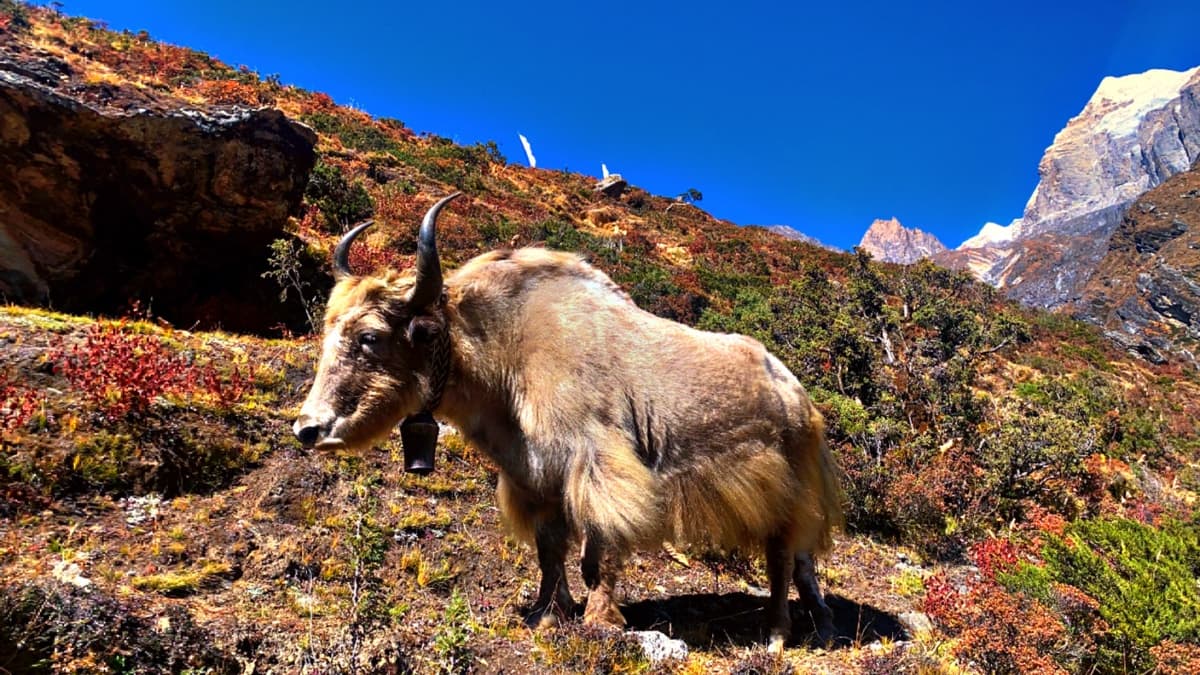 Everest base camp 1