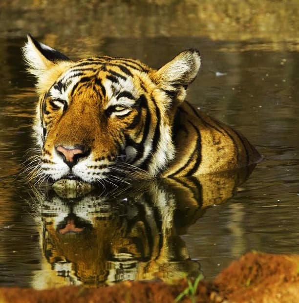 Chitwan Jungle Safari