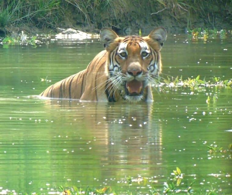 Kathmandu, Pokhara & Chitwan with Bandipur: Nepal’s Ultimate Golden Triangle Journey